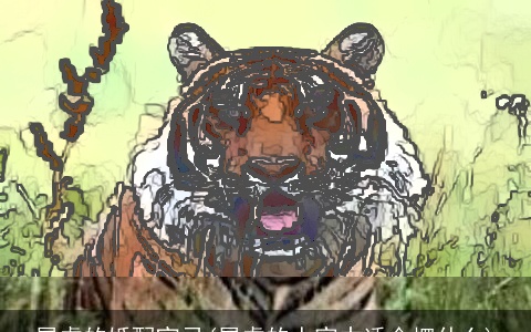 属虎的婚配宜忌(属虎的人家中适合摆什么)