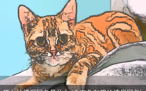 猫七的情侣网名是什么(含有鱼和猫的情侣网名)