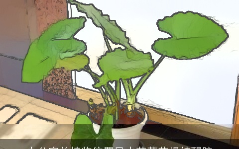 办公室放植物位置风水茉莉花提神醒脑