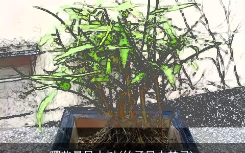 哪些是风水树(竹子风水禁忌)