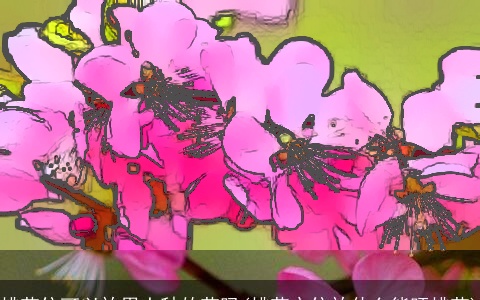 桃花位可以放用土种的花吗(桃花方位放什么能旺桃花)