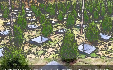 坟墓旁边适合栽什么树(坟墓旁边有大树好不好)