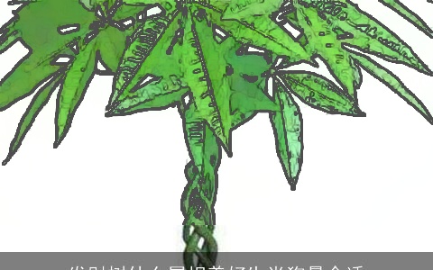 发财树什么属相养好生肖狗最合适