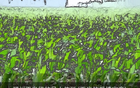 郑州玉米楼的风水传说(玉米的爱情寓意)