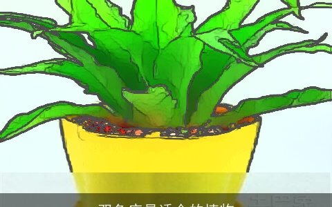 双鱼座最适合的植物