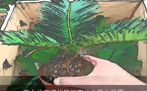 在办公室摆放铁树有什么风水效果