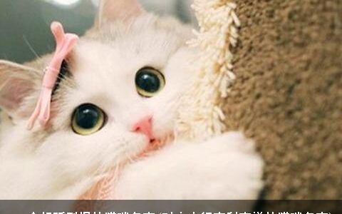 100个好听到爆的猫咪名字(对主人很吉利吉祥的猫咪名字)