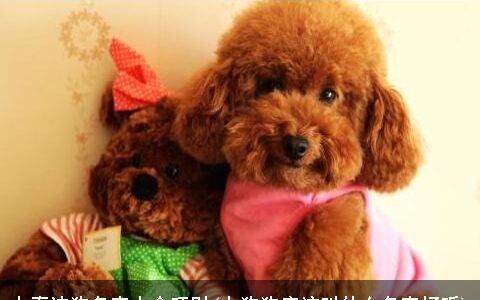 女泰迪狗名字大全旺财(女狗狗应该叫什么名字好听)