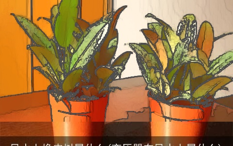 风水上橡皮树属什么(变压器在风水上属什么)