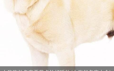 女狗狗的名字要萌点的好听的(女狗起名字大全)