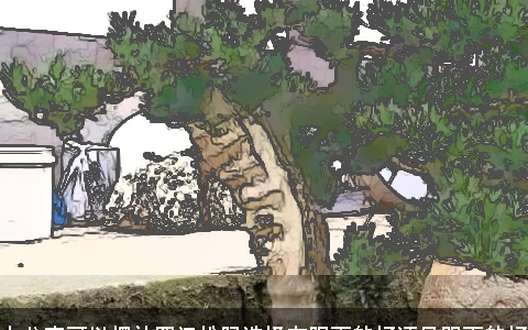 办公室可以摆放罗汉松吗选择在阳面的好还是阴面的好