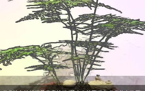 书桌放文竹好还是富贵竹好(风水文竹要摆在书桌什么位置)