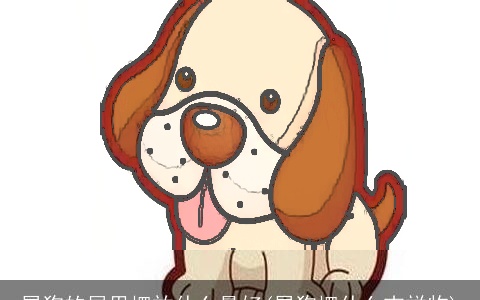 属狗的屋里摆放什么最好(属狗摆什么吉祥物)