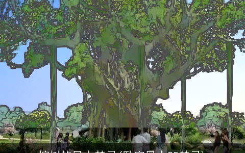 榕树的风水禁忌(卧室风水25禁忌)