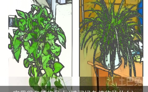 家里很多植物风水(进门绿色植物放什么)