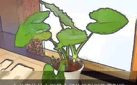 办公室放什么树风水好放发财树改善财运