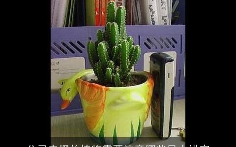 公司内摆放植物需要注意哪些风水讲究