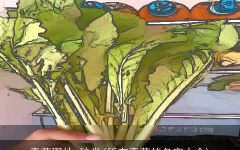 青菜图片 种类(所有青菜的名字大全)