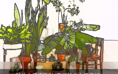 种什么植物旺财(窗口种什么植物好)