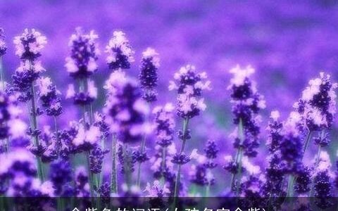 含紫色的词语(女孩名字含紫)