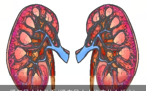 肾与风水的关系(肾在风水中代表什么地方)