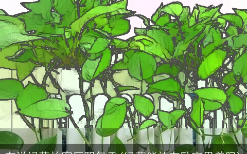 有说绿萝放客厅阴气重(绿萝能放在卧室里养吗)