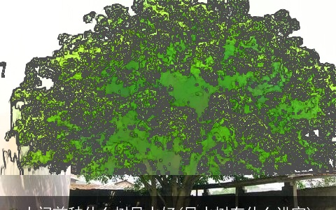 大门前种什么树风水好(风水树有什么讲究)