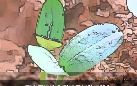 哪些植物适合双子座提升运势？