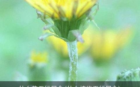 什么花五行属金(什么植物五行属金)