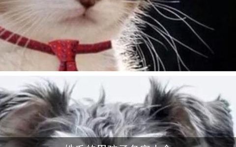 姓毛的男孩子名字大全