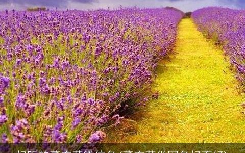 好听的薰衣草微信名(薰衣草做网名好不好)