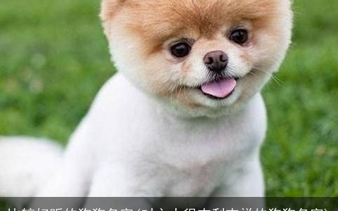 比较好听的狗狗名字(对主人很吉利吉祥的狗狗名字)