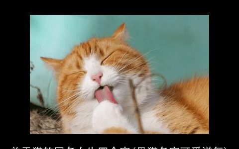 关于猫的网名女生四个字(母猫名字可爱洋气)