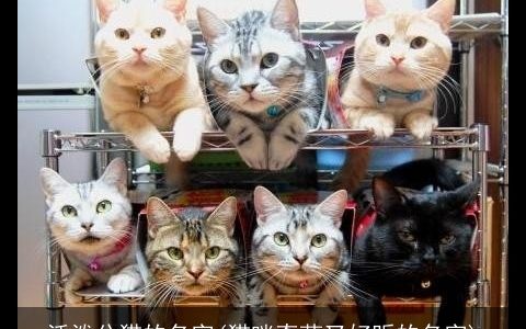 活泼公猫的名字(猫咪奇葩又好听的名字)