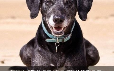 狗狗的好听的名字(顺口好听的狗狗名字)