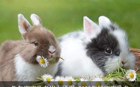 兔年宝宝乳名男女通用 2024年鼠宝宝乳名