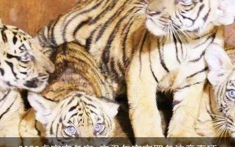 2023虎宝宝名字 辛丑年宝宝取名注意事项