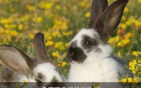 兔宝宝几月份出生好