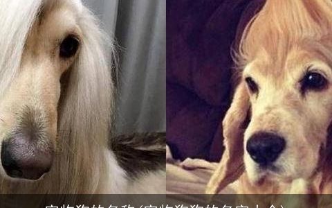 宠物狗的名称(宠物狗狗的名字大全)