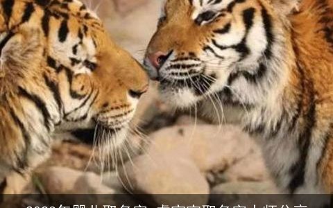 2024年婴儿取名字 龙宝宝取名字大师分享