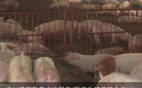 农村养猪散养户的规定(瑞杰生猪养殖合作社)