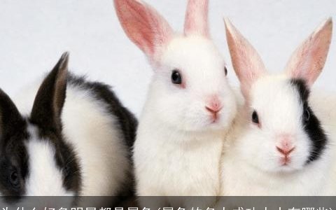 为什么好多明星都是属兔(属兔的名人成功人士有哪些)