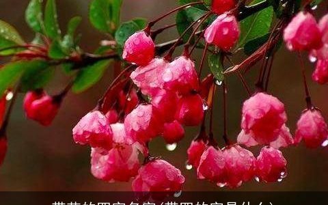 带花的四字名字(带四的字是什么)