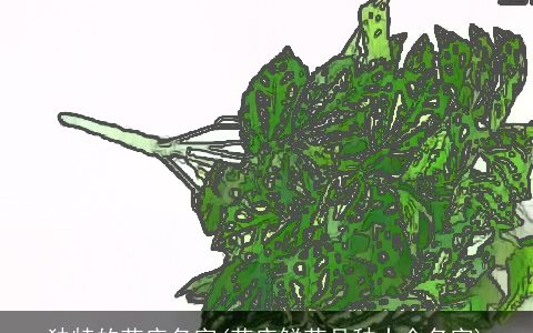 独特的花店名字(花店鲜花品种大全名字)