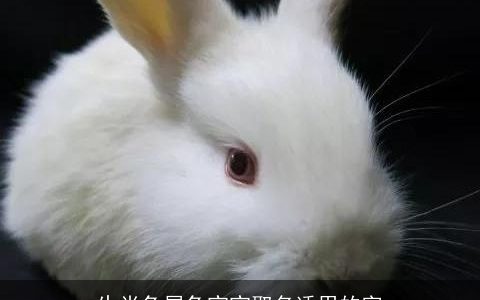 生肖兔属兔宝宝取名适用的字