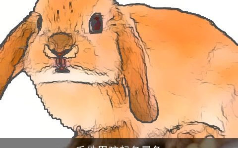 毛姓男孩起名属兔