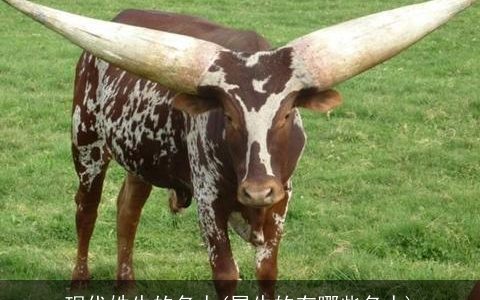 现代姓牛的名人(属牛的有哪些名人)