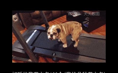 好听的狗英文名100个(狗的品种英文名)