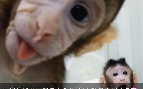 属猴注册公司起名大全(属猴女孩最吉利的名字)