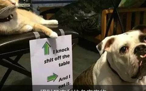 招财又吉利的名字宠物